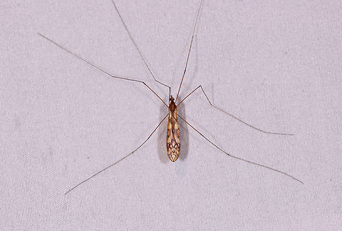 Very long-legged crane fly, La Planada Nature Reserve, Colombia  Colombia,Colombia 2018,Colombia South,Fall,Geotagged,La Planada Nature Reserve,South America