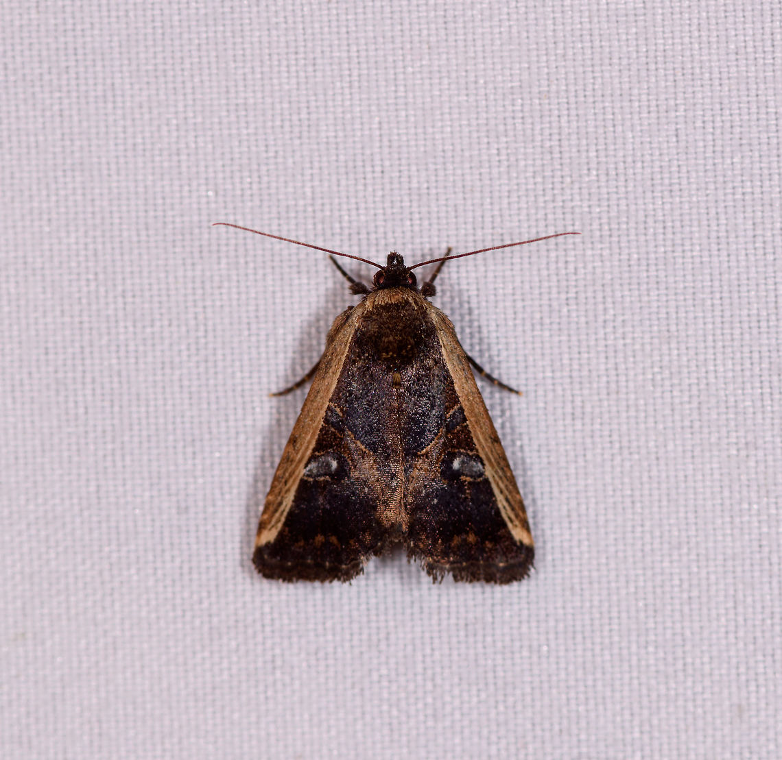 Triangle moth with eyes in wings, La Planada Nature Reserve, Colombia  Colombia,Colombia 2018,Colombia South,Fall,Geotagged,La Planada Nature Reserve,South America