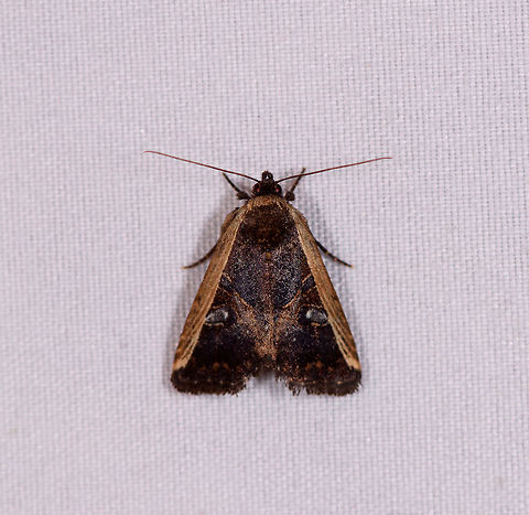 Triangle moth with eyes in wings, La Planada Nature Reserve, Colombia  Colombia,Colombia 2018,Colombia South,Fall,Geotagged,La Planada Nature Reserve,South America