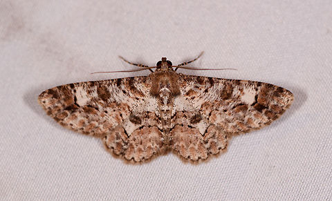 Iridopsis cinerascens, La Planada Nature Reserve, Colombia Likely same species as below, yet a different individual:
https://www.jungledragon.com/image/76907/moth_210_la_planada_nature_reserve_colombia.html Colombia,Colombia 2018,Colombia South,Iridopsis cinerascens,La Planada Nature Reserve,South America
