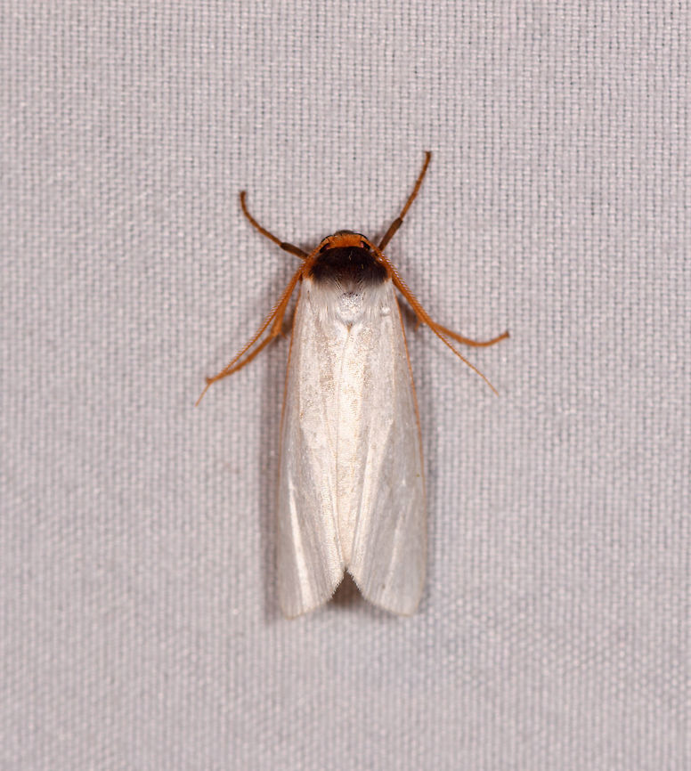 Agylla nivea, La Planada Nature Reserve, Colombia  Agylla fusciceps,Colombia,Colombia 2018,Colombia South,La Planada Nature Reserve,South America