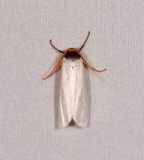 Agylla nivea, La Planada Nature Reserve, Colombia  Agylla fusciceps,Colombia,Colombia 2018,Colombia South,La Planada Nature Reserve,South America