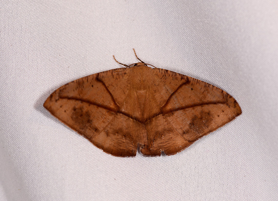 Oxydia trychiata, La Planada Nature Reserve, Colombia  Colombia,Colombia 2018,Colombia South,Fall,Geotagged,La Planada Nature Reserve,Oxydia trychiata,South America