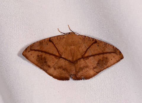 Oxydia trychiata, La Planada Nature Reserve, Colombia  Colombia,Colombia 2018,Colombia South,Fall,Geotagged,La Planada Nature Reserve,Oxydia trychiata,South America