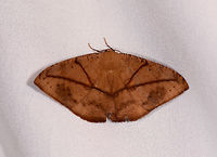 Oxydia trychiata, La Planada Nature Reserve, Colombia  Colombia,Colombia 2018,Colombia South,Fall,Geotagged,La Planada Nature Reserve,Oxydia trychiata,South America