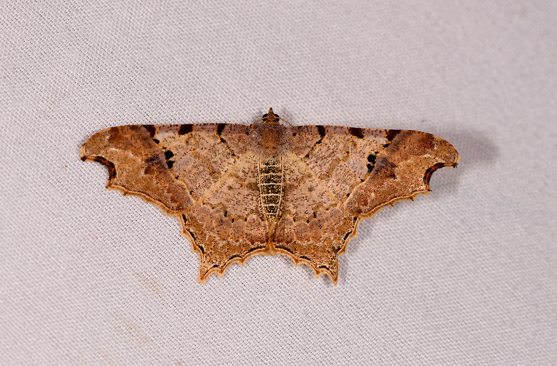 Semiothisa sp., La Planada Nature Reserve, Colombia An example of understated beauty. Beauty that is not loud, instead it needs to be discovered. I&#039;m in a philosophical mood. Colombia,Colombia 2018,Colombia South,Fall,Geotagged,La Planada Nature Reserve,South America