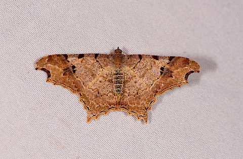 Semiothisa sp., La Planada Nature Reserve, Colombia An example of understated beauty. Beauty that is not loud, instead it needs to be discovered. I'm in a philosophical mood. Colombia,Colombia 2018,Colombia South,Fall,Geotagged,La Planada Nature Reserve,South America