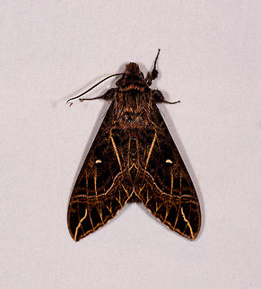 Euryglottis aper, La Planada Nature Reserve, Colombia  Colombia,Colombia 2018,Colombia South,Euryglottis aper,Fall,Geotagged,La Planada Nature Reserve,South America