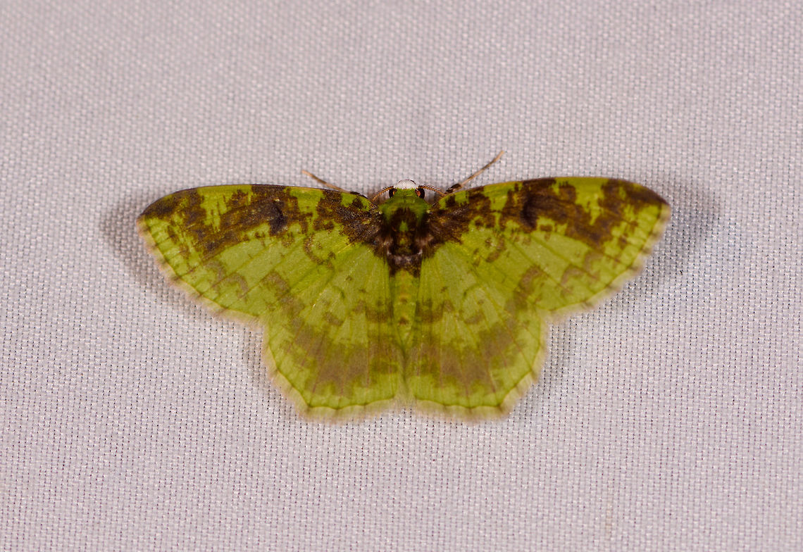 Nemoria coupena, La Planada Nature Reserve, Colombia  Colombia,Colombia 2018,Colombia South,Fall,Geotagged,La Planada Nature Reserve,Nemoria coupena,South America