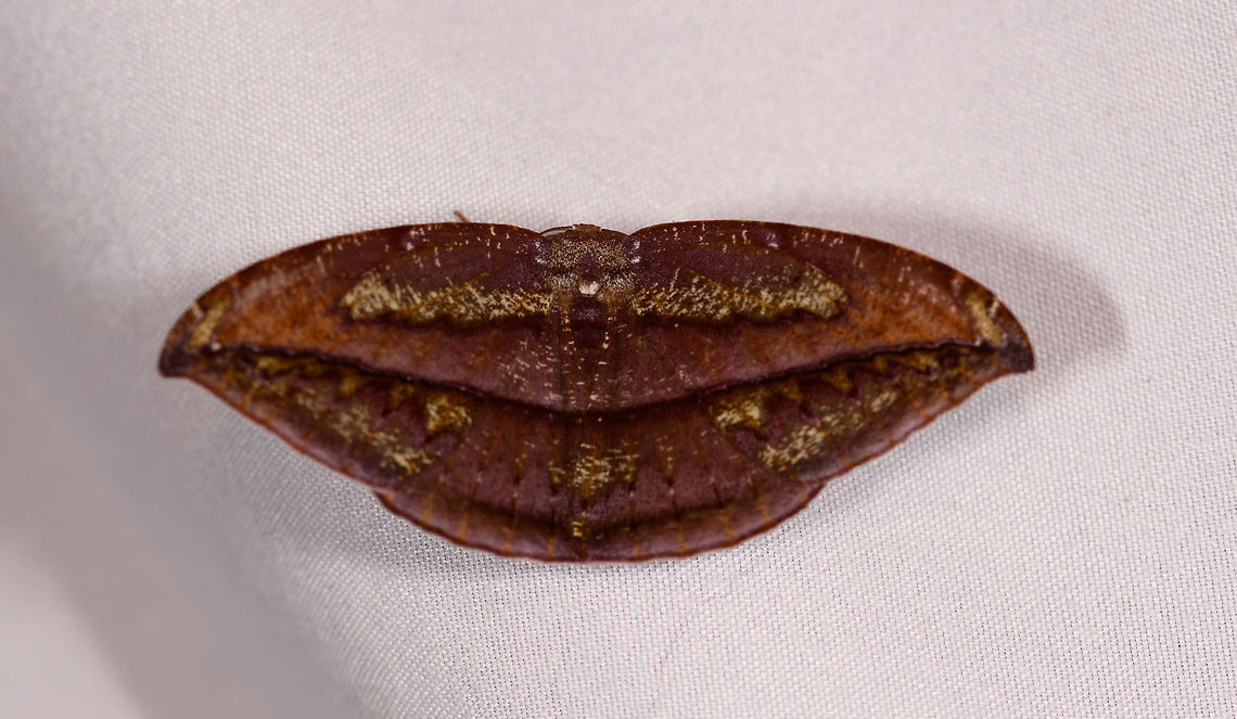 Oxydia sp., La Planada Nature Reserve, Colombia Very similar to this:<br />
<figure class="photo"><a href="https://www.jungledragon.com/image/70726/oxydia_translinquens_la_isla_escondida_colombia.html" title="Oxydia translinquens, La Isla Escondida, Colombia"><img src="https://s3.amazonaws.com/media.jungledragon.com/images/2/70726_thumb.jpg?AWSAccessKeyId=05GMT0V3GWVNE7GGM1R2&Expires=1767225610&Signature=1pRfZ5z2RaUHX77x1KDu706nXOY%3D" width="200" height="122" alt="Oxydia translinquens, La Isla Escondida, Colombia  Colombia,Colombia 2018,Colombia South,Fall,Geotagged,La Isla Escondida,Oxydia translinquens,Putumayo,South America,World" /></a></figure><br />
But I&#039;m not entirely sure it&#039;s the same if you take a close look at the marks. Colombia,Colombia 2018,Colombia South,Fall,Geotagged,La Planada Nature Reserve,South America