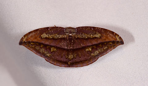 Oxydia sp., La Planada Nature Reserve, Colombia Very similar to this:
https://www.jungledragon.com/image/70726/moth_073_la_isla_escondida_colombia.html
But I'm not entirely sure it's the same if you take a close look at the marks. Colombia,Colombia 2018,Colombia South,Fall,Geotagged,La Planada Nature Reserve,South America