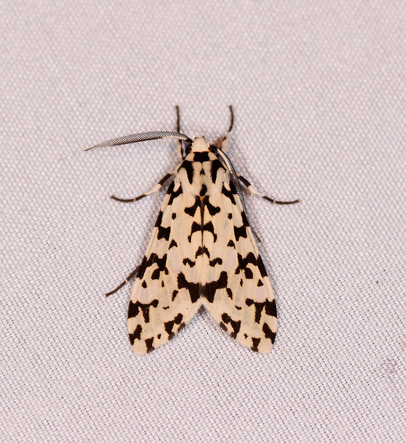 Eucereon tigrata, La Planada Nature Reserve, Colombia  Colombia,Colombia 2018,Colombia South,Eucereon tigrata,Fall,Geotagged,La Planada Nature Reserve,South America