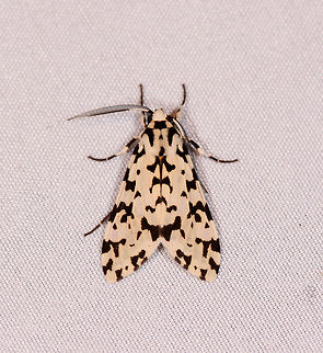 Eucereon tigrata, La Planada Nature Reserve, Colombia  Colombia,Colombia 2018,Colombia South,Eucereon tigrata,Fall,Geotagged,La Planada Nature Reserve,South America