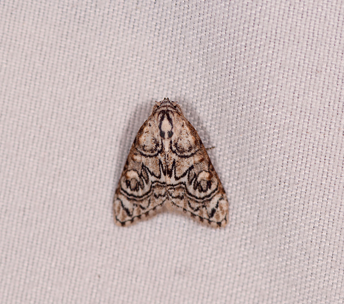 Meganola polyodonta, La Planada Nature Reserve, Colombia This one is satisfying as we were discussing two similar species in the below post, where their markings are vertically mirrored, so now we have them both:<br />
<figure class="photo"><a href="https://www.jungledragon.com/image/76679/meganola_bifiliferata_la_planada_nature_reserve_colombia.html" title="Meganola bifiliferata, La Planada Nature Reserve, Colombia"><img src="https://s3.amazonaws.com/media.jungledragon.com/images/2/76679_thumb.jpg?AWSAccessKeyId=05GMT0V3GWVNE7GGM1R2&Expires=1767225610&Signature=e3r5TYGB7JI%2Fon3GRmK1tcvkM00%3D" width="200" height="176" alt="Meganola bifiliferata, La Planada Nature Reserve, Colombia  Colombia,Colombia 2018,Colombia South,Fall,Geotagged,La Planada Nature Reserve,Meganola bifiliferata,South America" /></a></figure> Colombia,Colombia 2018,Colombia South,Fall,Geotagged,La Planada Nature Reserve,Meganola polyodonta,South America