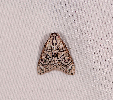 Meganola polyodonta, La Planada Nature Reserve, Colombia This one is satisfying as we were discussing two similar species in the below post, where their markings are vertically mirrored, so now we have them both:
https://www.jungledragon.com/image/76679/moth_201_la_planada_nature_reserve_colombia.html Colombia,Colombia 2018,Colombia South,Fall,Geotagged,La Planada Nature Reserve,Meganola polyodonta,South America