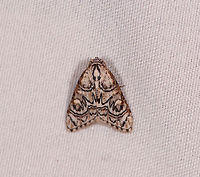 Meganola polyodonta, La Planada Nature Reserve, Colombia This one is satisfying as we were discussing two similar species in the below post, where their markings are vertically mirrored, so now we have them both:<br />
https://www.jungledragon.com/image/76679/moth_201_la_planada_nature_reserve_colombia.html Colombia,Colombia 2018,Colombia South,Fall,Geotagged,La Planada Nature Reserve,Meganola polyodonta,South America