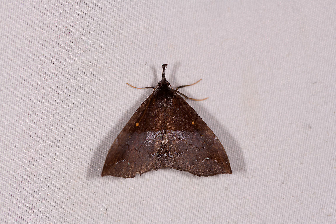 Tetanolita sp., La Planada Nature Reserve, Colombia  Colombia,Colombia 2018,Colombia South,Fall,Geotagged,La Planada Nature Reserve,South America