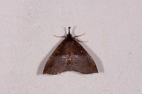 Tetanolita sp., La Planada Nature Reserve, Colombia  Colombia,Colombia 2018,Colombia South,Fall,Geotagged,La Planada Nature Reserve,South America