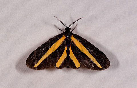 Crocomela erectistria, La Planada Nature Reserve, Colombia  Colombia,Colombia 2018,Colombia South,Crocomela erectistria,Fall,Geotagged,La Planada Nature Reserve,South America