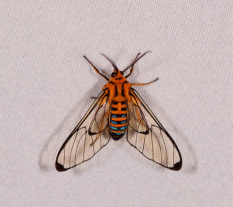 Gymnelia peratea, La Planada Nature Reserve, Colombia  Colombia,Colombia 2018,Colombia South,Fall,Geotagged,Gymnelia peratea,La Planada Nature Reserve,South America