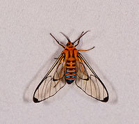 Gymnelia peratea, La Planada Nature Reserve, Colombia  Colombia,Colombia 2018,Colombia South,Fall,Geotagged,Gymnelia peratea,La Planada Nature Reserve,South America