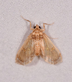 Small pale moth, La Planada Nature Reserve, Colombia  Colombia,Colombia 2018,Colombia South,La Planada Nature Reserve,South America