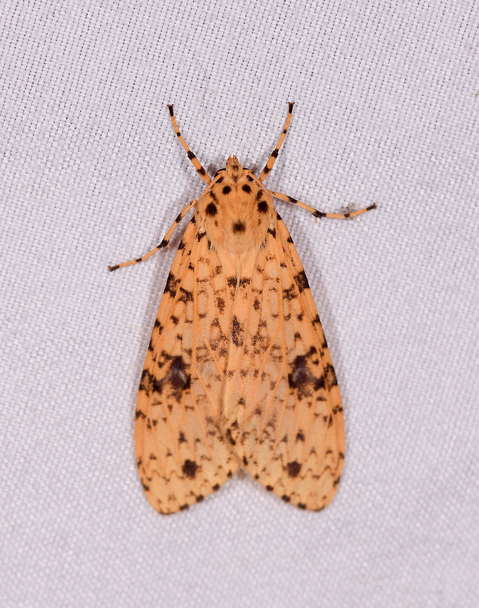 Lophocampa laroipa, La Planada Nature Reserve, Colombia  Colombia,Colombia 2018,Colombia South,Fall,Geotagged,La Planada Nature Reserve,Lophocampa laroipa,South America
