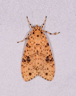 Lophocampa laroipa, La Planada Nature Reserve, Colombia  Colombia,Colombia 2018,Colombia South,Fall,Geotagged,La Planada Nature Reserve,Lophocampa laroipa,South America