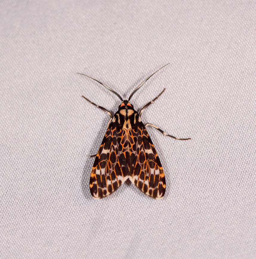 Eucereon tarona, La Planada Nature Reserve, Colombia  Colombia,Colombia 2018,Colombia South,Eucereon tarona,Fall,Geotagged,La Planada Nature Reserve,South America