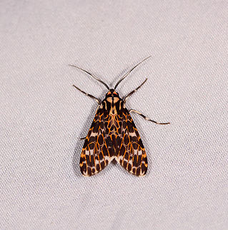 Eucereon tarona, La Planada Nature Reserve, Colombia  Colombia,Colombia 2018,Colombia South,Eucereon tarona,Fall,Geotagged,La Planada Nature Reserve,South America