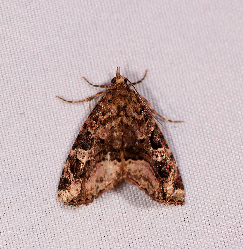 Protodeltote sp., La Planada Nature Reserve, Colombia  Colombia,Colombia 2018,Colombia South,Fall,Geotagged,La Planada Nature Reserve,South America