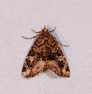 Protodeltote sp., La Planada Nature Reserve, Colombia  Colombia,Colombia 2018,Colombia South,Fall,Geotagged,La Planada Nature Reserve,South America