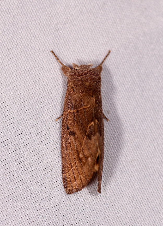 Hemiceras modesta, La Planada Nature Reserve, Colombia  Colombia,Colombia 2018,Colombia South,Fall,Geotagged,Hemiceras modesta,La Planada Nature Reserve,South America