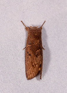 Hemiceras modesta, La Planada Nature Reserve, Colombia  Colombia,Colombia 2018,Colombia South,Fall,Geotagged,Hemiceras modesta,La Planada Nature Reserve,South America