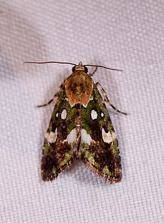 Green moth orange thorax, La Planada Nature Reserve, Colombia Tiny, this is a big crop. Colombia,Colombia 2018,Colombia South,Fall,Geotagged,La Planada Nature Reserve,South America