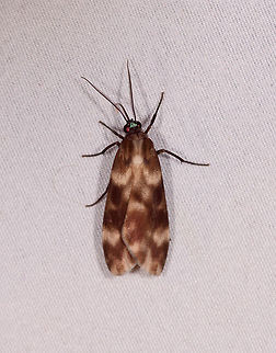 Eucereon sp.?, La Planada Nature Reserve, Colombia  Colombia,Colombia 2018,Colombia South,Fall,Geotagged,La Planada Nature Reserve,South America