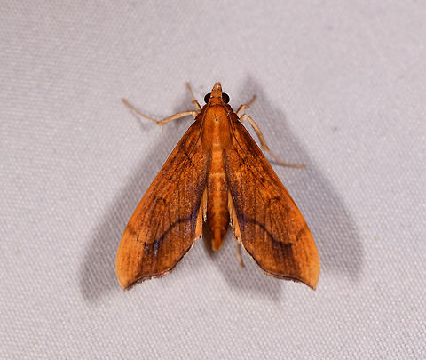 Anarmodia repandalis, La Planada Nature Reserve, Colombia  Anarmodia repandalis,Colombia,Colombia 2018,Colombia South,Fall,Geotagged,La Planada Nature Reserve,South America