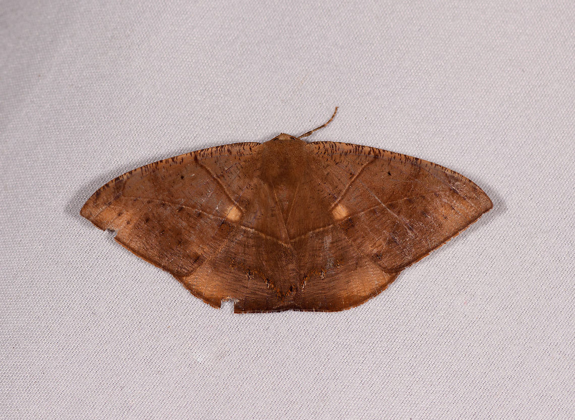 Oxydia trychiata, La Planada Nature Reserve, Colombia Note the tiger-like marks at the top edge of the wings. Colombia,Colombia 2018,Colombia South,La Planada Nature Reserve,Oxydia trychiata,South America