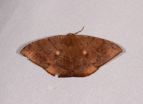Oxydia trychiata, La Planada Nature Reserve, Colombia Note the tiger-like marks at the top edge of the wings. Colombia,Colombia 2018,Colombia South,La Planada Nature Reserve,Oxydia trychiata,South America