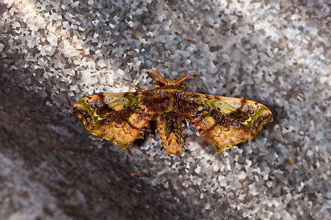 Quentalia sp., La Planada Nature Reserve, Colombia The surreal background here is an iron gutter. Possibly Quentalia sp. Colombia,Colombia 2018,Colombia South,La Planada Nature Reserve,South America