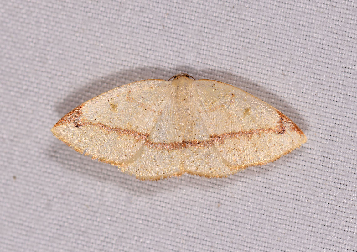 Microxydia orsitaria, La Planada Nature Reserve, Colombia Somewhat similar:<br />
<a href="https://www.learnaboutbutterflies.com/Andes" rel="nofollow">https://www.learnaboutbutterflies.com/Andes</a> - Geometridae sp 508.htm Colombia,Colombia 2018,Colombia South,Fall,Geotagged,La Planada Nature Reserve,Microxydia orsitaria,South America
