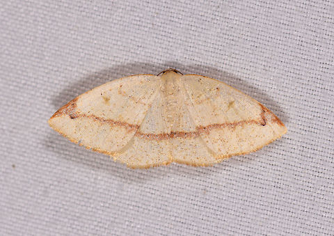 Microxydia orsitaria, La Planada Nature Reserve, Colombia Somewhat similar:
https://www.learnaboutbutterflies.com/Andes - Geometridae sp 508.htm Colombia,Colombia 2018,Colombia South,Fall,Geotagged,La Planada Nature Reserve,Microxydia orsitaria,South America