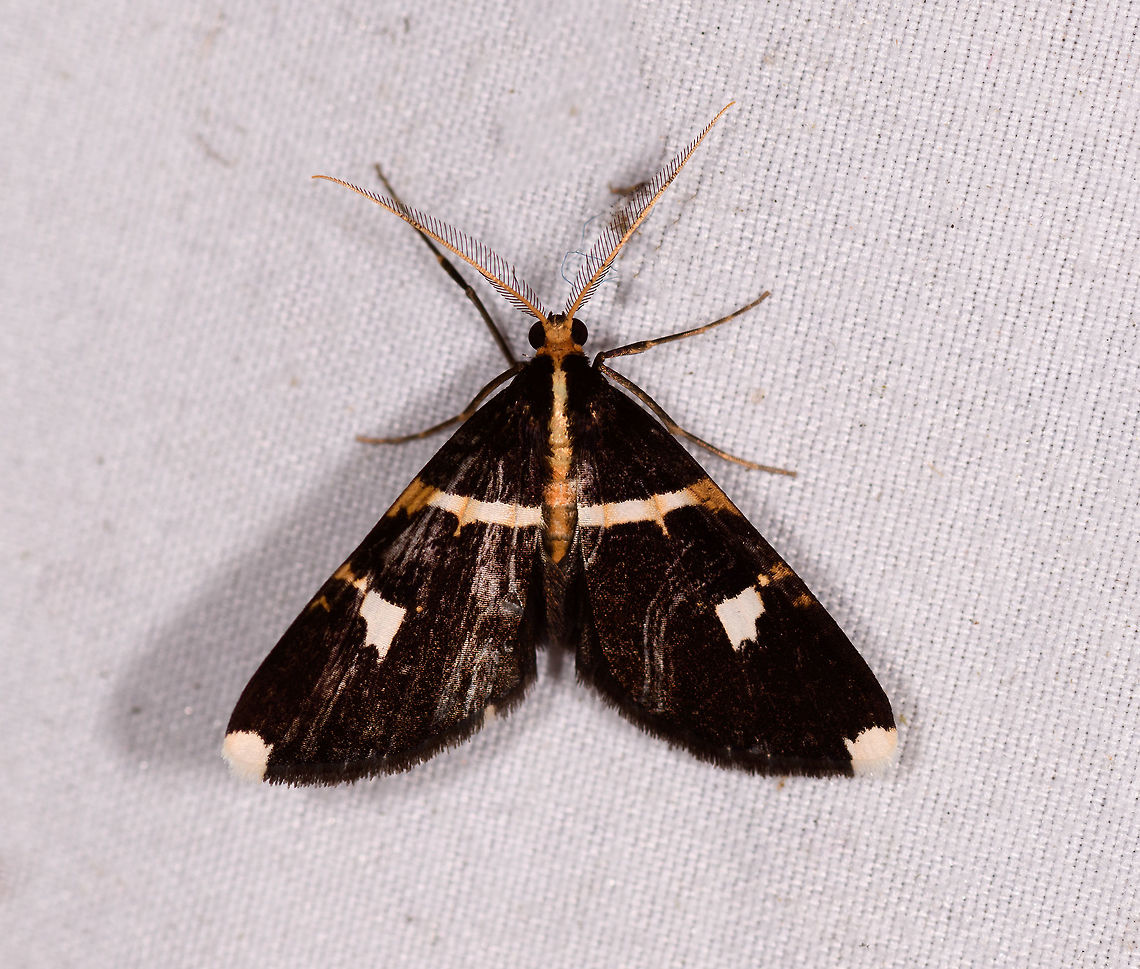 Melanoscia thiaucourti, La Planada Nature Reserve, Colombia A very elegant moth if you ask me. Also if you don&#039;t ask me. Colombia,Colombia 2018,Colombia South,Fall,Geotagged,La Planada Nature Reserve,Melanoscia thiaucourti,South America