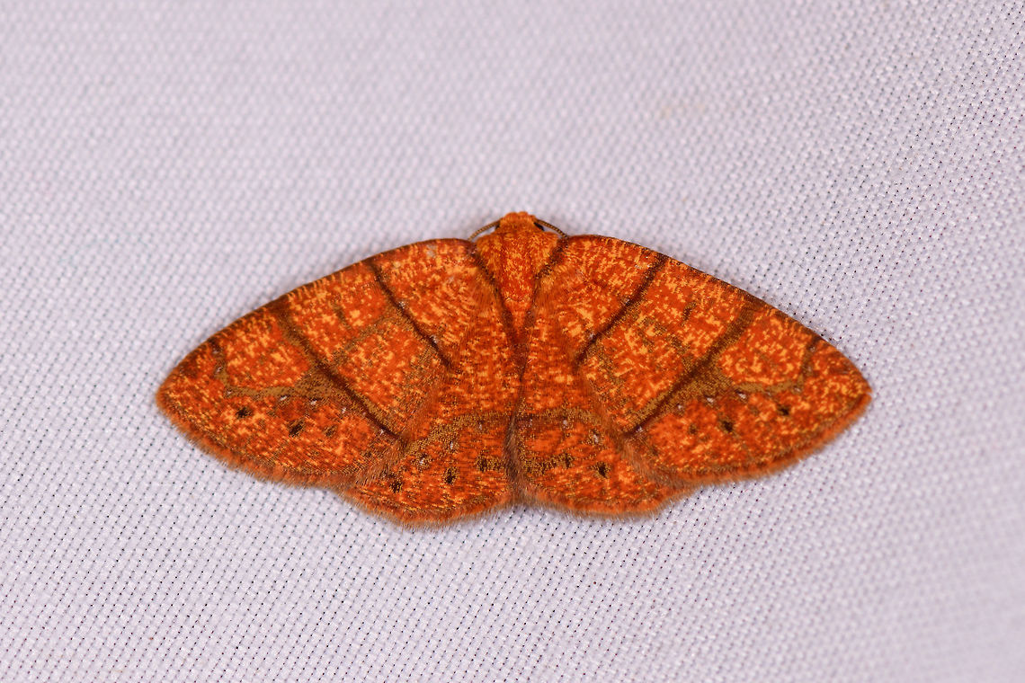 Antiblemma agnita, La Planada Nature Reserve, Colombia  Antiblemma agnita,Colombia,Colombia 2018,Colombia South,Fall,Geotagged,La Planada Nature Reserve,South America