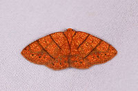 Antiblemma agnita, La Planada Nature Reserve, Colombia  Antiblemma agnita,Colombia,Colombia 2018,Colombia South,Fall,Geotagged,La Planada Nature Reserve,South America