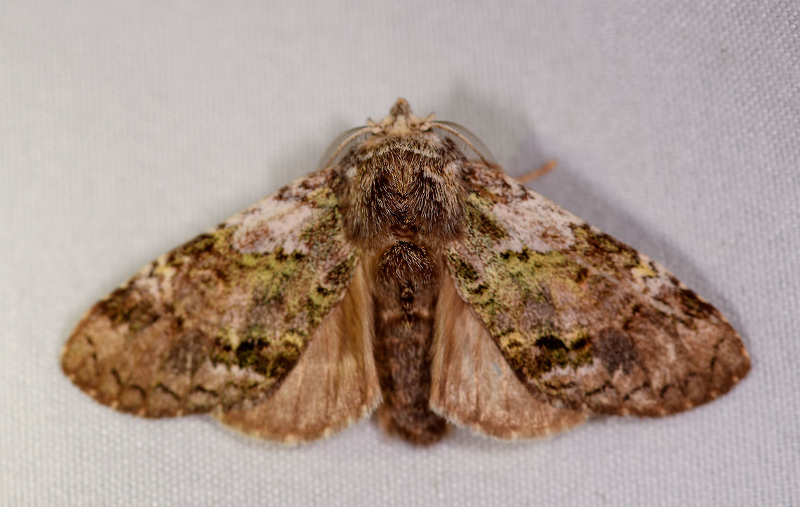 Brown green mossy moth, La Planada Nature Reserve, Colombia  Colombia,Colombia 2018,Colombia South,Fall,Geotagged,La Planada Nature Reserve,South America
