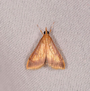Hyalorista sp., La Planada Nature Reserve, Colombia Possibly the same species as this one, but not sure:
https://www.jungledragon.com/image/70497/moth_023_la_isla_escondida_colombia.html Colombia,Colombia 2018,Colombia South,La Planada Nature Reserve,South America