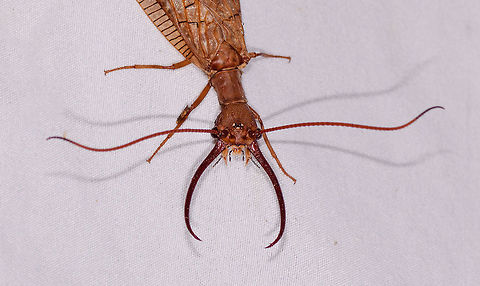 Corydalus armatus - jaws, La Planada Nature Reserve, Colombia Another appearance of this enormous dobsonfly, just like the night before. Possibly it is the same individual. Nickname the "party crasher" as it clears big stretches of the cloth of any moths. 
https://www.jungledragon.com/image/77084/corydalus_armatus_la_planada_nature_reserve_colombia.html
The oversized jaws of these clumsy giants do nothing at all, they are not used for feeding or stinging, instead a way to attract mates. Colombia,Colombia 2018,Colombia South,Corydalus armatus,Fall,Geotagged,La Planada Nature Reserve,South America