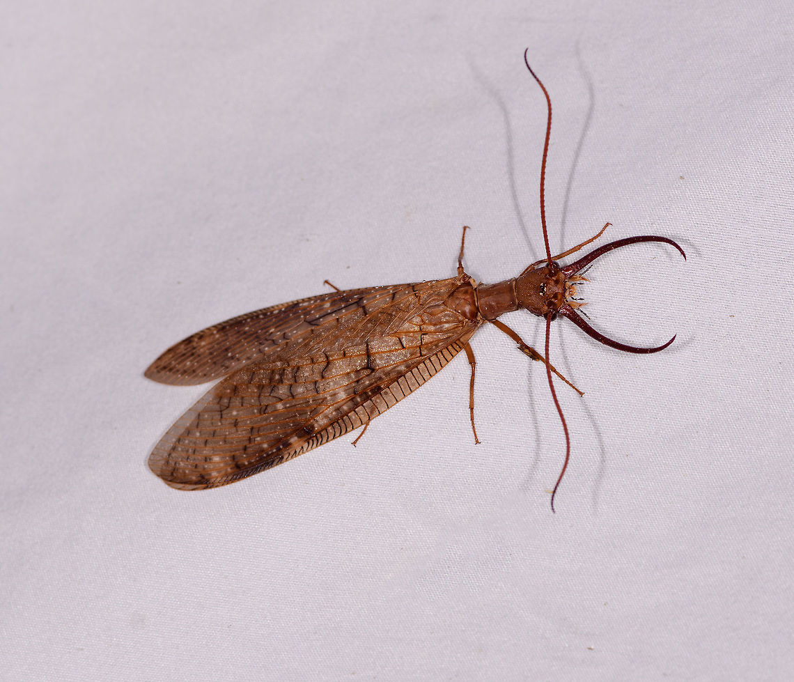 Corydalus armatus, La Planada Nature Reserve, Colombia Another appearance of this enormous dobsonfly, just like the night before. Possibly it is the same individual. Nickname the &quot;party crasher&quot; as it clears big stretches of the cloth of any moths. <br />
<figure class="photo"><a href="https://www.jungledragon.com/image/77083/corydalus_armatus_-_jaws_la_planada_nature_reserve_colombia.html" title="Corydalus armatus - jaws, La Planada Nature Reserve, Colombia"><img src="https://s3.amazonaws.com/media.jungledragon.com/images/2/77083_thumb.jpg?AWSAccessKeyId=05GMT0V3GWVNE7GGM1R2&Expires=1763596810&Signature=a%2FUhLAioIo1ThVV93UDBJ8wk7Ww%3D" width="200" height="120" alt="Corydalus armatus - jaws, La Planada Nature Reserve, Colombia Another appearance of this enormous dobsonfly, just like the night before. Possibly it is the same individual. Nickname the &quot;party crasher&quot; as it clears big stretches of the cloth of any moths. <br />
https://www.jungledragon.com/image/77084/corydalus_armatus_la_planada_nature_reserve_colombia.html<br />
The oversized jaws of these clumsy giants do nothing at all, they are not used for feeding or stinging, instead a way to attract mates. Colombia,Colombia 2018,Colombia South,Corydalus armatus,Fall,Geotagged,La Planada Nature Reserve,South America" /></a></figure><br />
The oversized jaws of these clumsy giants do nothing at all, they are not used for feeding or stinging, instead a way to attract mates. Colombia,Colombia 2018,Colombia South,Corydalus armatus,Fall,Geotagged,La Planada Nature Reserve,South America
