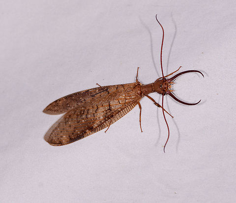 Corydalus armatus, La Planada Nature Reserve, Colombia Another appearance of this enormous dobsonfly, just like the night before. Possibly it is the same individual. Nickname the "party crasher" as it clears big stretches of the cloth of any moths. 
https://www.jungledragon.com/image/77083/corydalus_armatus_-_jaws_la_planada_nature_reserve_colombia.html
The oversized jaws of these clumsy giants do nothing at all, they are not used for feeding or stinging, instead a way to attract mates. Colombia,Colombia 2018,Colombia South,Corydalus armatus,Fall,Geotagged,La Planada Nature Reserve,South America